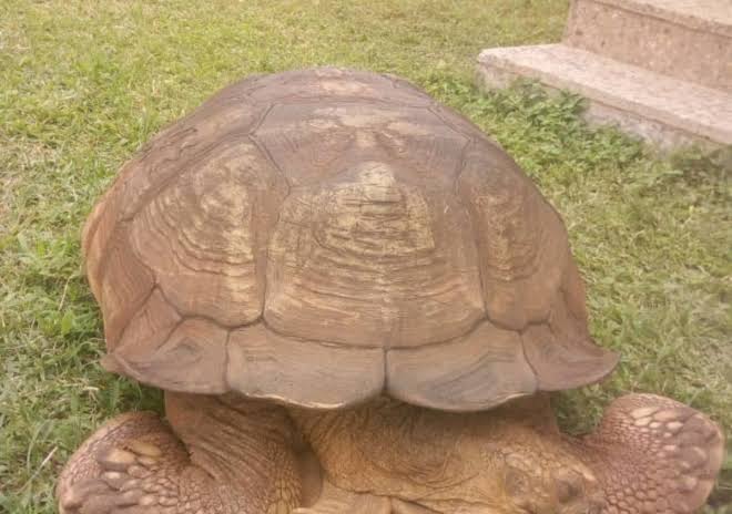 344-year-old-tortoise,-Alagba-dies-in-Ogbomosho