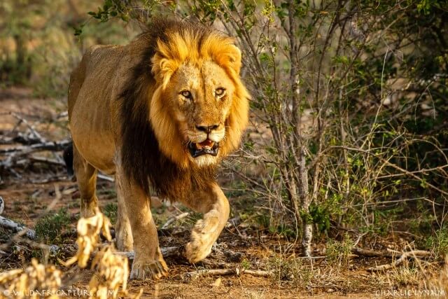 Residents-lock-up-as-lion-escapes-from-Kano-Zoo